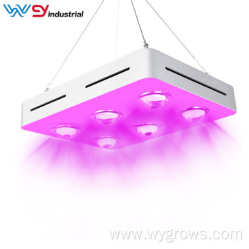 600 watt grow light for succulents